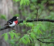 24th May 2014 - Rose-breasted Grosbeak in the woods