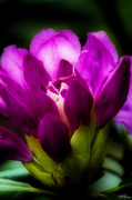 23rd May 2014 - Rhododendron 