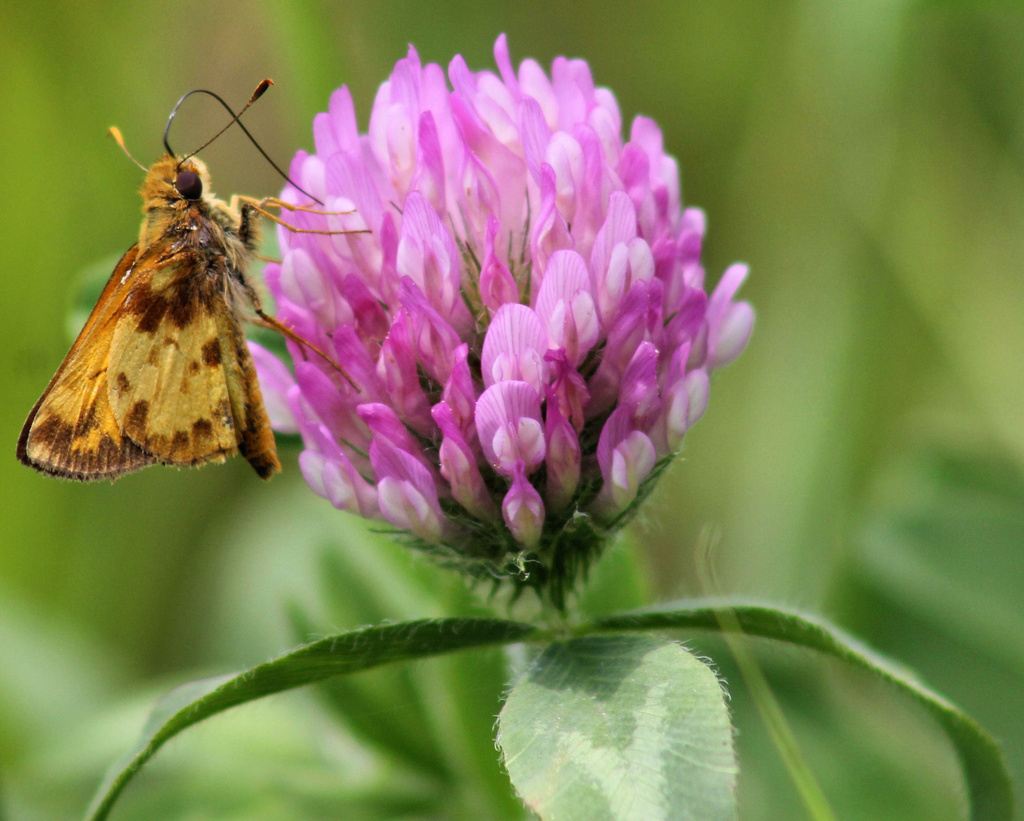 Fiery Skipper by cjwhite