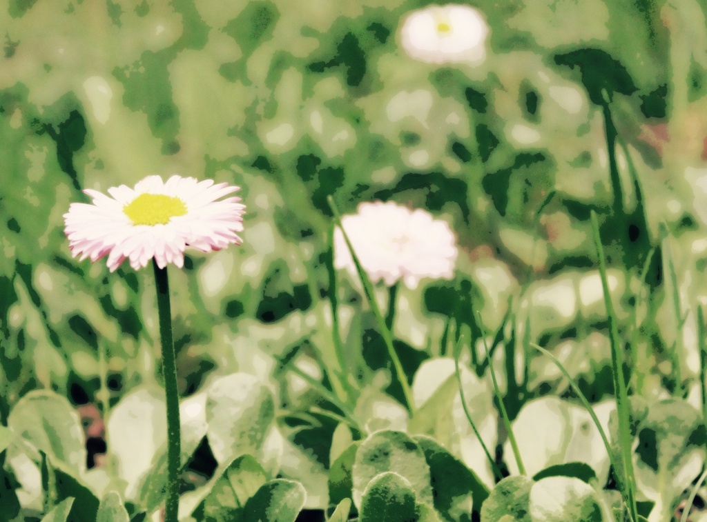 daisies  by edie