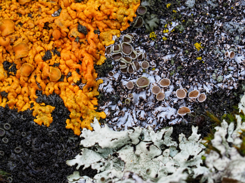 Lichen by tosee