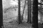 23rd May 2014 - Foggy Woods 2