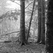 Foggy Woods 2 by tosee