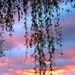 Willowy Sunset by harbie