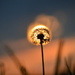 Dandelion Before Dusk by kareenking