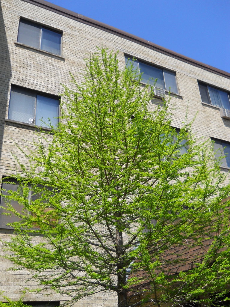 Newest tree in front of my building by kchuk
