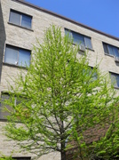 22nd May 2014 - Newest tree in front of my building