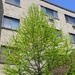 Newest tree in front of my building by kchuk