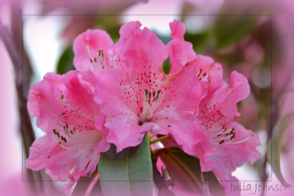 Rhododendron .... Pink for May.. by julzmaioro