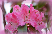 25th May 2014 - Rhododendron .... Pink for May..