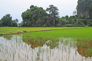 10th May 2014 - Changlun rice paddy