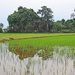 Changlun rice paddy by ianjb21