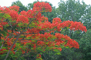 11th May 2014 - Flame tree in bloom