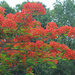 Flame tree in bloom by ianjb21