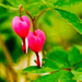 Dicentra by elisasaeter