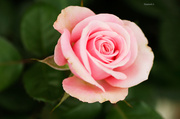 25th May 2014 - Pink Rose