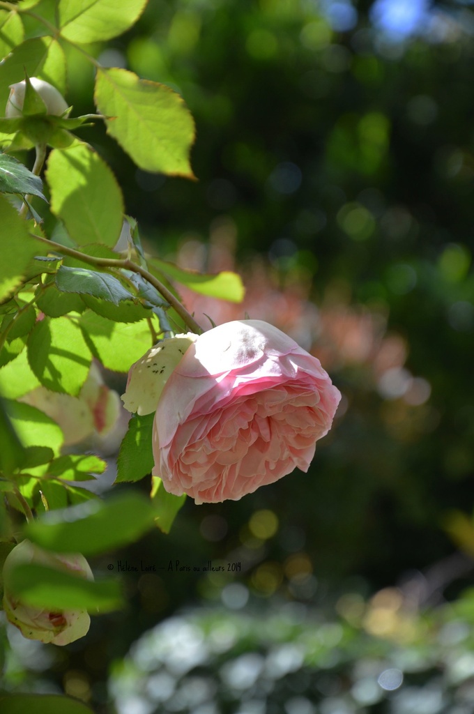 Rose  by parisouailleurs