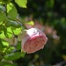 Rose  by parisouailleurs