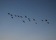7th Oct 2010 - Geese
