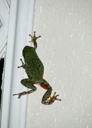 20th May 2014 - Frog escape...