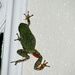 Frog escape... by bellasmom