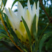 White Protea by salza