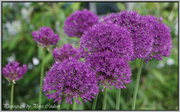 24th May 2014 - Purple Allium