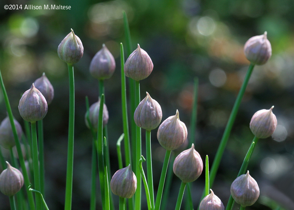 Budding Chives  by falcon11
