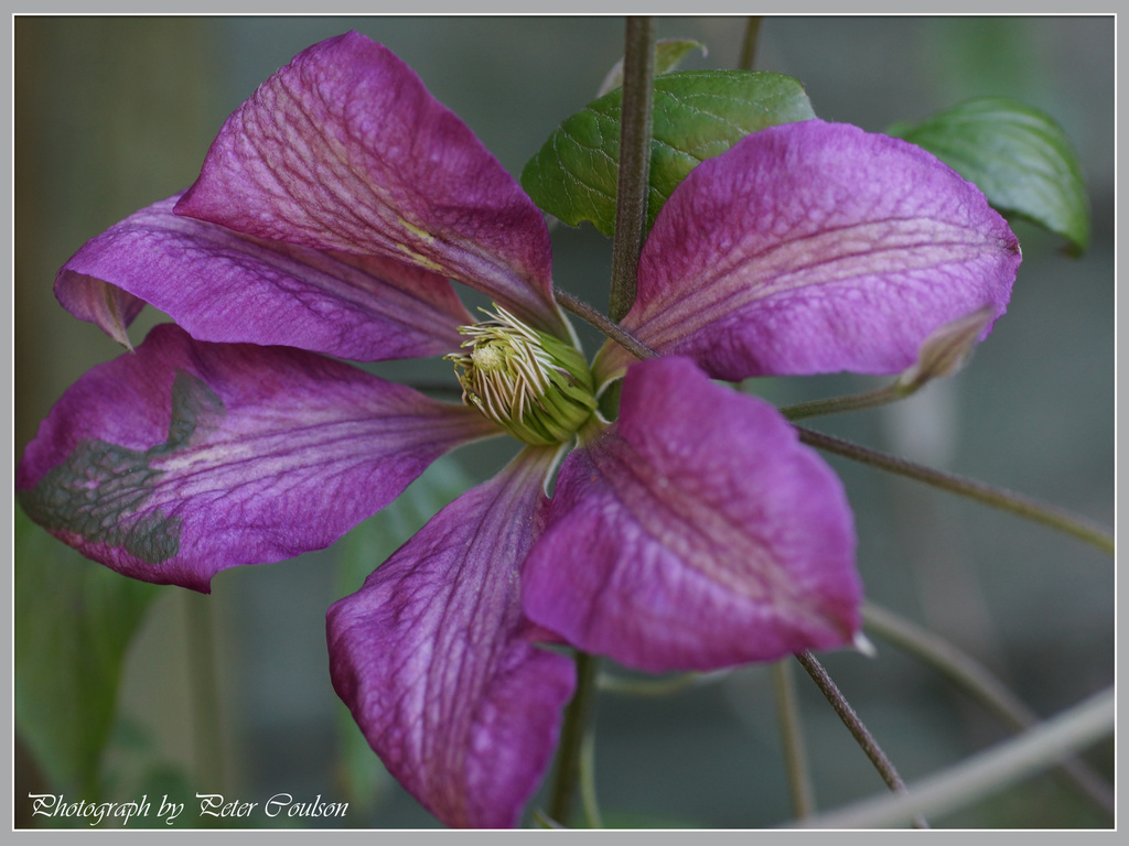 Clematis by pcoulson
