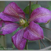 Clematis by pcoulson