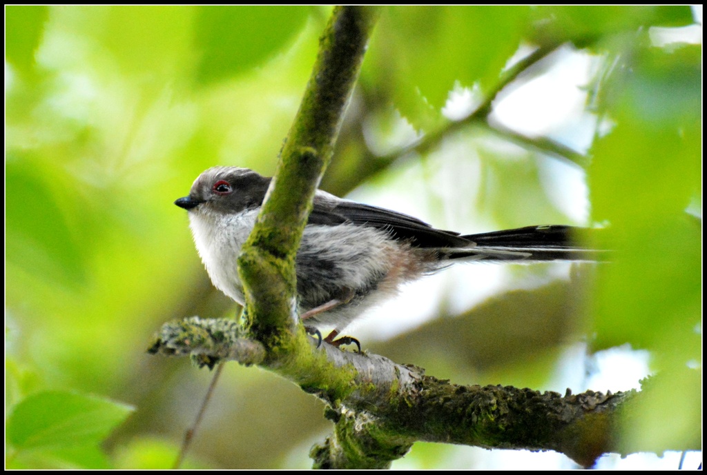 Baby long tailed tit by rosiekind