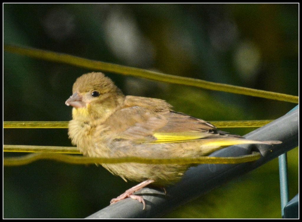 Baby greenfinch by rosiekind