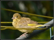 25th May 2014 - Baby greenfinch