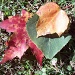 Leaves by julie