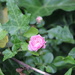 Wild rose by randystreat