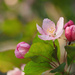 Blossoms in the Morning Light by tosee