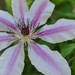 Clematis by loweygrace