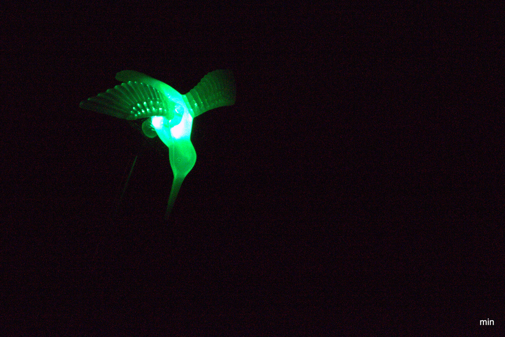 My Hummingbird at Night by mhei