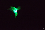 25th May 2014 - My Hummingbird at Night