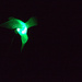 My Hummingbird at Night by mhei