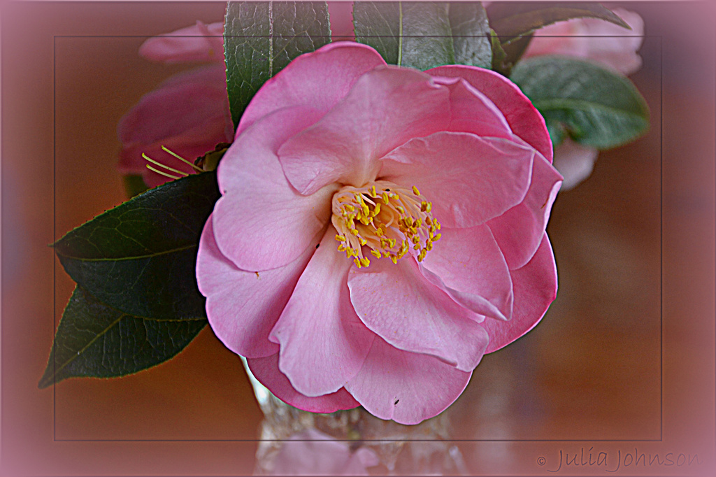 camellia ...  Pink for May.. by julzmaioro