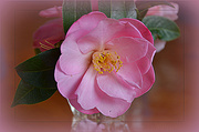 26th May 2014 - camellia ...  Pink for May..