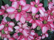26th May 2014 - Variegated Pink Poinsettia.