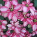Variegated Pink Poinsettia. by happysnaps
