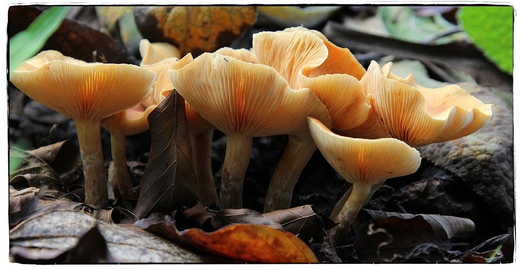 A bit of fungi by rustymonkey