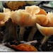 A bit of fungi by rustymonkey