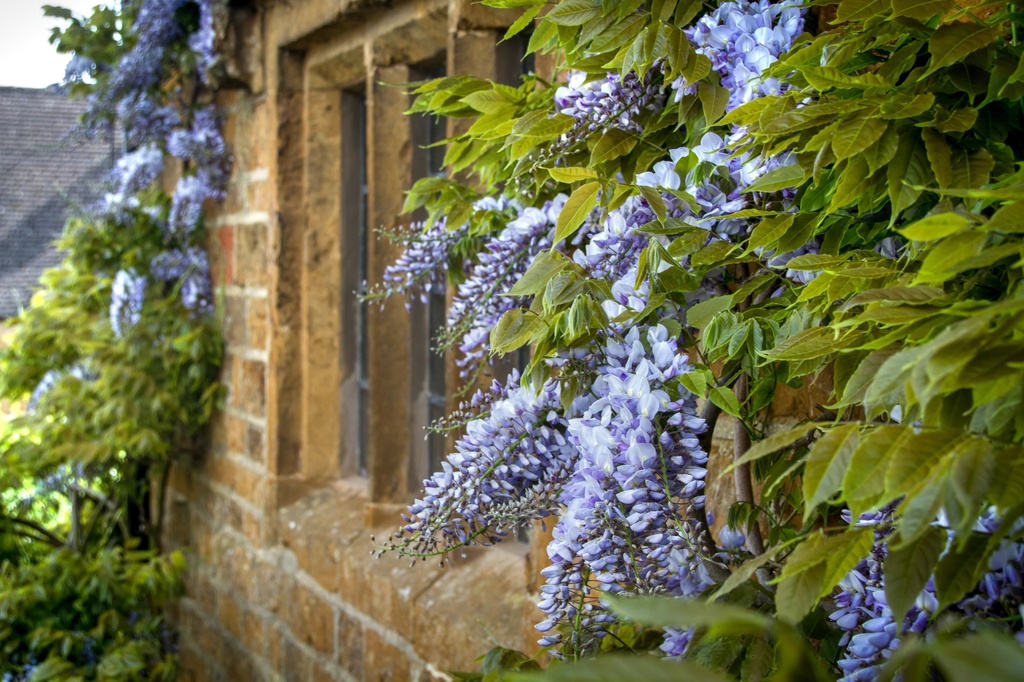 mullions and wisteria by jantan
