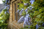 21st May 2014 - mullions and wisteria
