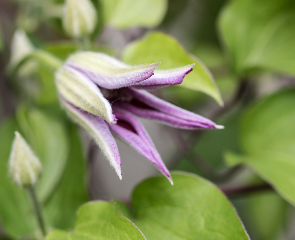 Clematis To Be by cdonohoue