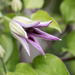 Clematis To Be by cdonohoue